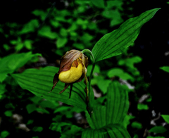 Cypripedium parviflorum pubescens