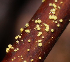 Lachnum pteridophyllum