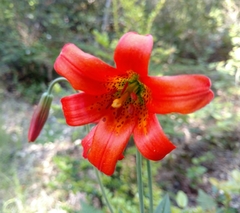 Lilium maritimum