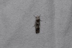 Blastodacna