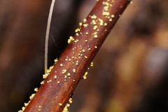 Lachnum pteridophyllum