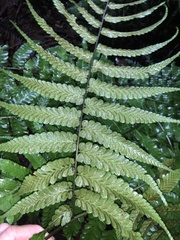 Diplazium dilatatum