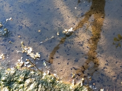 Bufotes viridis balearicus