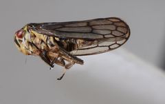 Oncopsis flavicollis