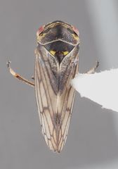 Oncopsis flavicollis