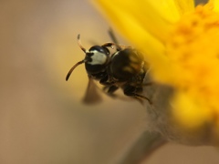 Hylaeus