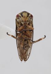 Oncopsis flavicollis