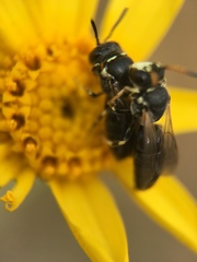 Hylaeus