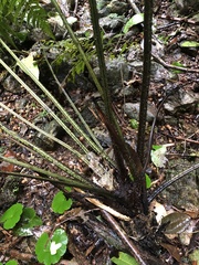 Diplazium dilatatum