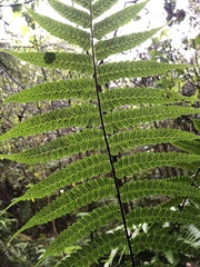 Diplazium dilatatum