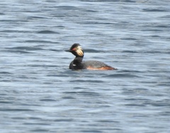 Podiceps nigricollis