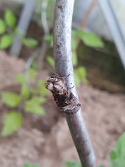 Abrostola tripartita