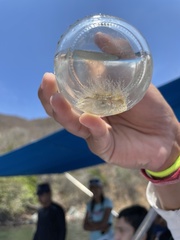 Cymothoida