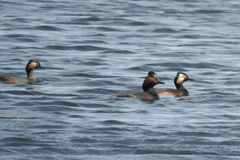 Podiceps nigricollis