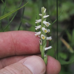 Spiranthes lucida