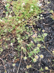 Trifolium microcephalum
