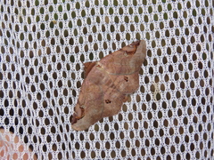 Massala abdara
