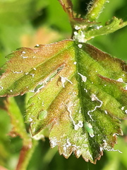 Cacopsylla peregrina