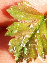 Cacopsylla peregrina