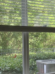 Cardinalis cardinalis image