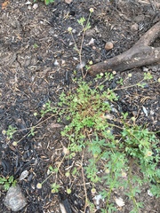 Trifolium microcephalum