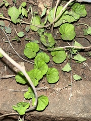 Diclis
