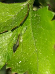 Cacopsylla peregrina