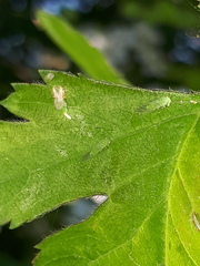 Cacopsylla peregrina