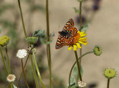Euphydryas chalcedona corralensis
