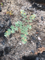 Acmispon brachycarpus