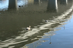 Fulica americana