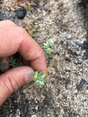 Acmispon brachycarpus