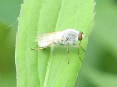 Pandivirilia