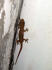 Hemidactylus frenatus