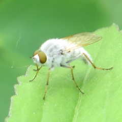 Pandivirilia