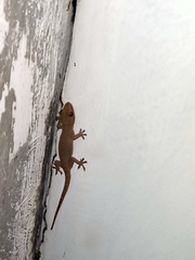 Hemidactylus frenatus