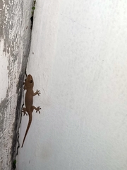 Hemidactylus frenatus