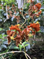 Cyrtochilum serratum