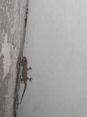 Hemidactylus frenatus