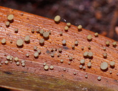 Hymenotorrendiella eucalypti image