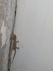 Hemidactylus frenatus