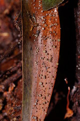 Hymenotorrendiella eucalypti image