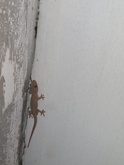 Hemidactylus frenatus