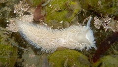 Aeolidia