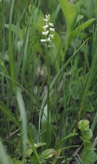 Spiranthes lucida
