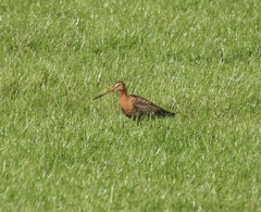 Limosa limosa