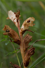 Orobanche alba