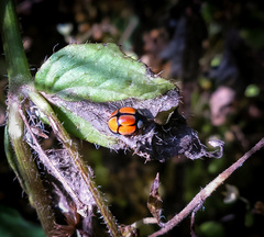 Oenopia sexareata