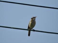 Acrocephalus schoenobaenus