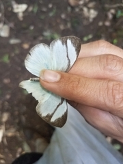 Itaballia demophile centralis